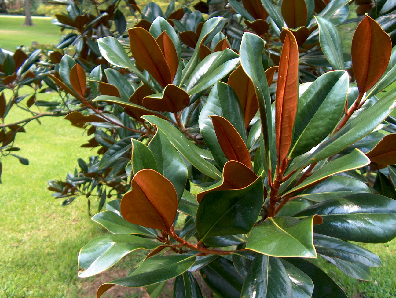 Online Plant Guide - Magnolia grandiflora 'D.D. Blanchard' / D.D